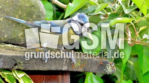 Blaumeise_mit_Futter (16).jpg